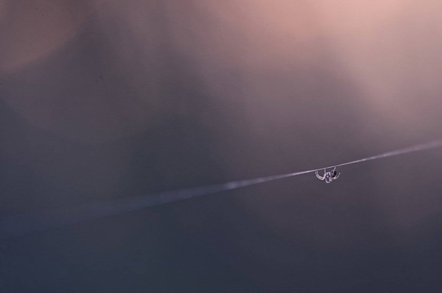 Нить, связывающее прошлое и будущее. Автор: Марина Мищенко Паук, Паутина, Марина Мищенко