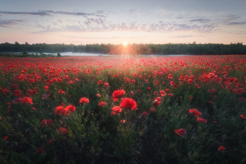 Маки, туман, рассвет Маки, утроphoto preview