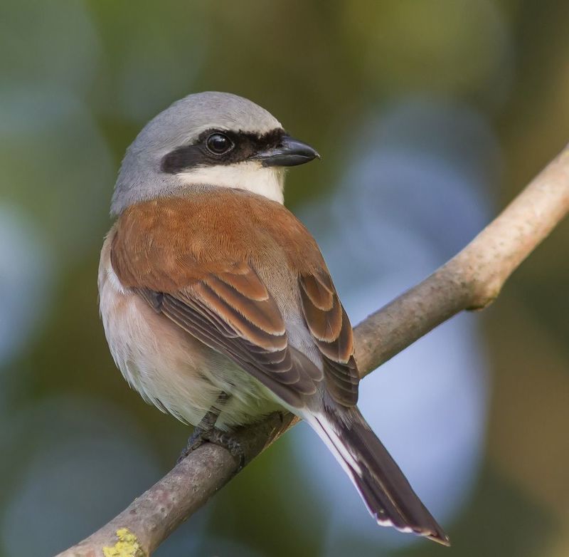 Жулан- разбойник в своей весовой категории )photo preview