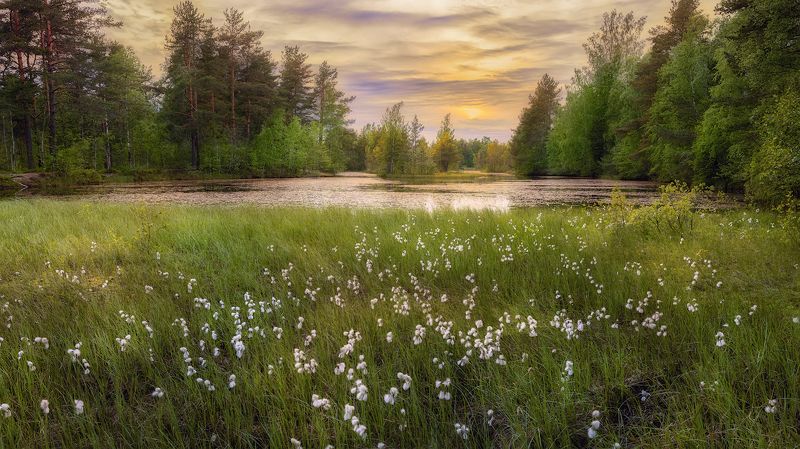 болото трава небо закат вечер деревья Зелёный ковёрphoto preview