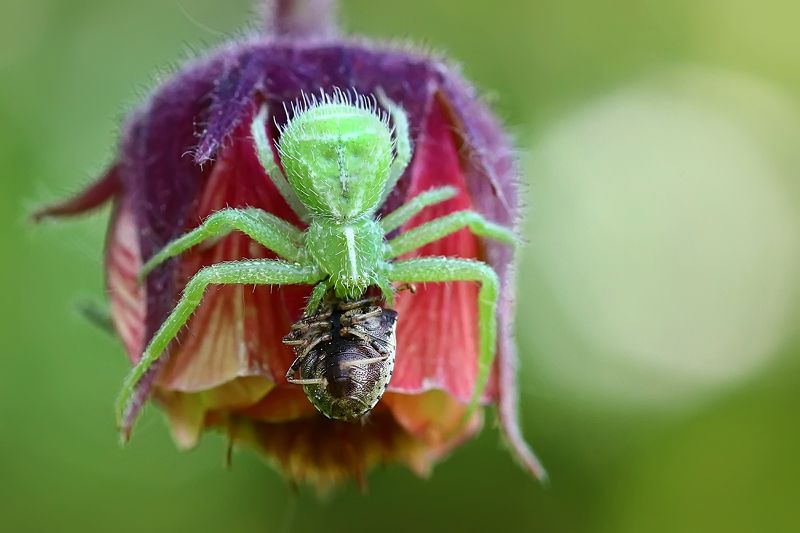 Паукиphoto preview