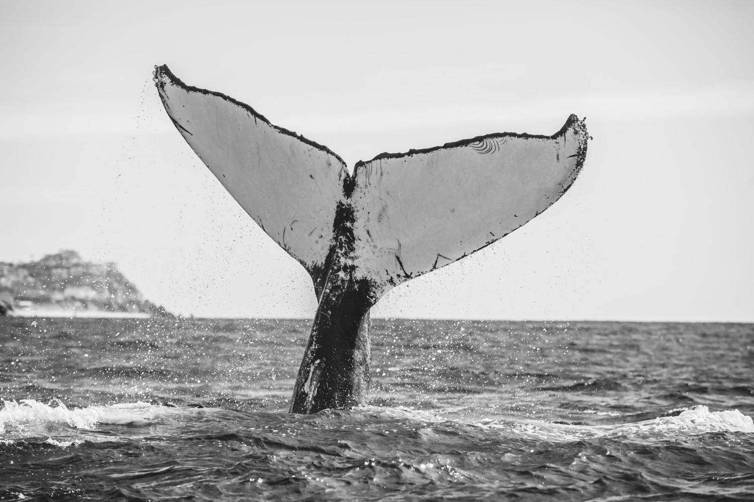 El Coloso de los Mares. Автор: Fernando Castillo Humpback Whale, Wild Life, Baja California Sur, Pacific Ocean, Ballena Jorobada, Oceano Pacifico , Fernando Castillo