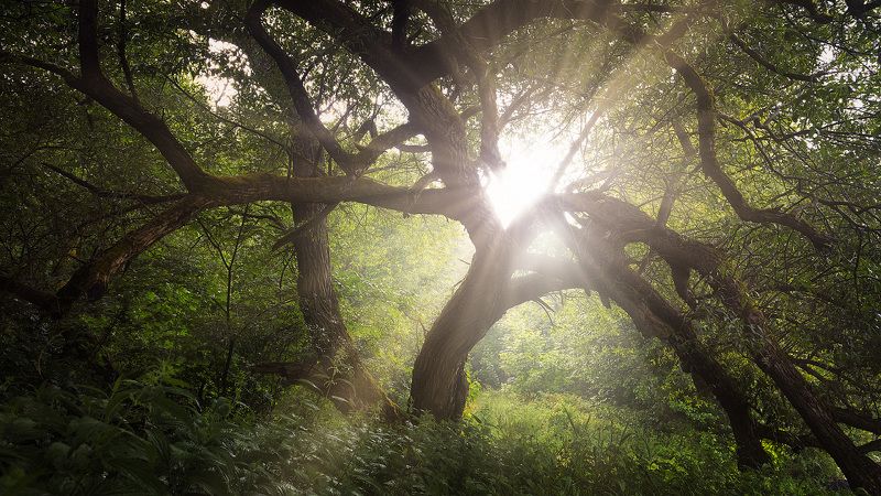 дерево, лучи солца, лето  фото превью