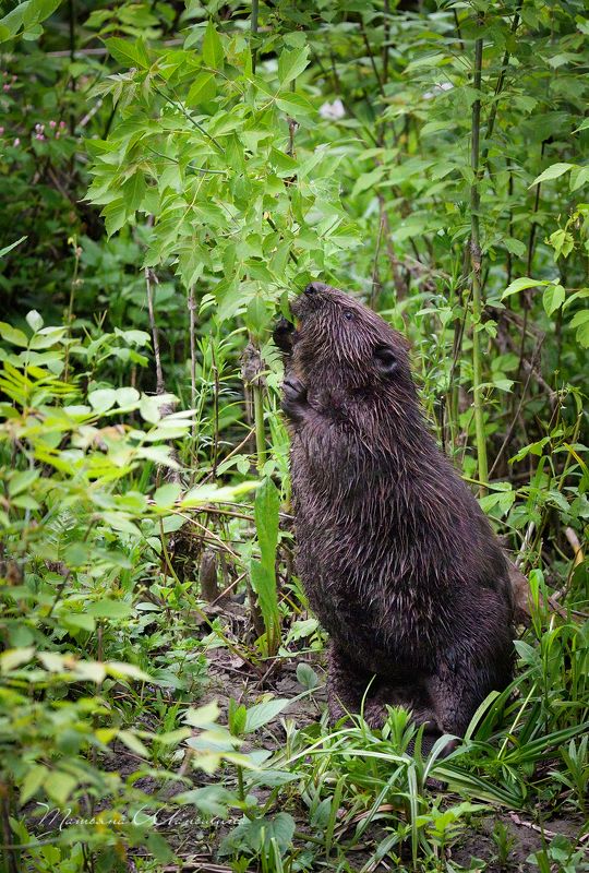 Бобр и клён ясенелистныйphoto preview