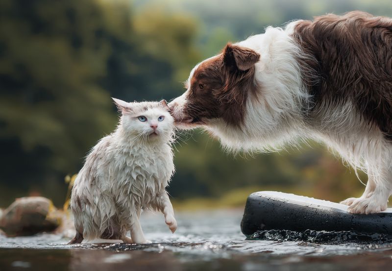 宠物 狗 猫 动物 营救咪咪photo preview