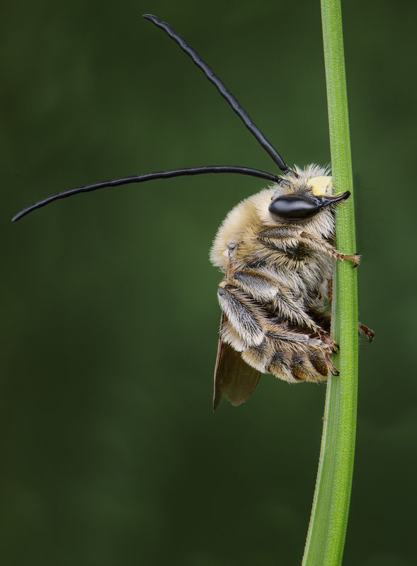 Пчела длинноусаяphoto preview