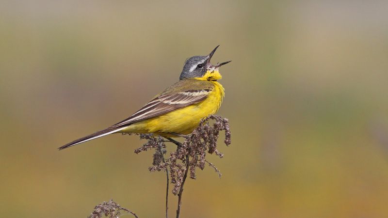 жёлтая трясогузка,  трясогузка, motacilla flava,  yellow wagtail, wagtail Жёлтая трясогузкаphoto preview