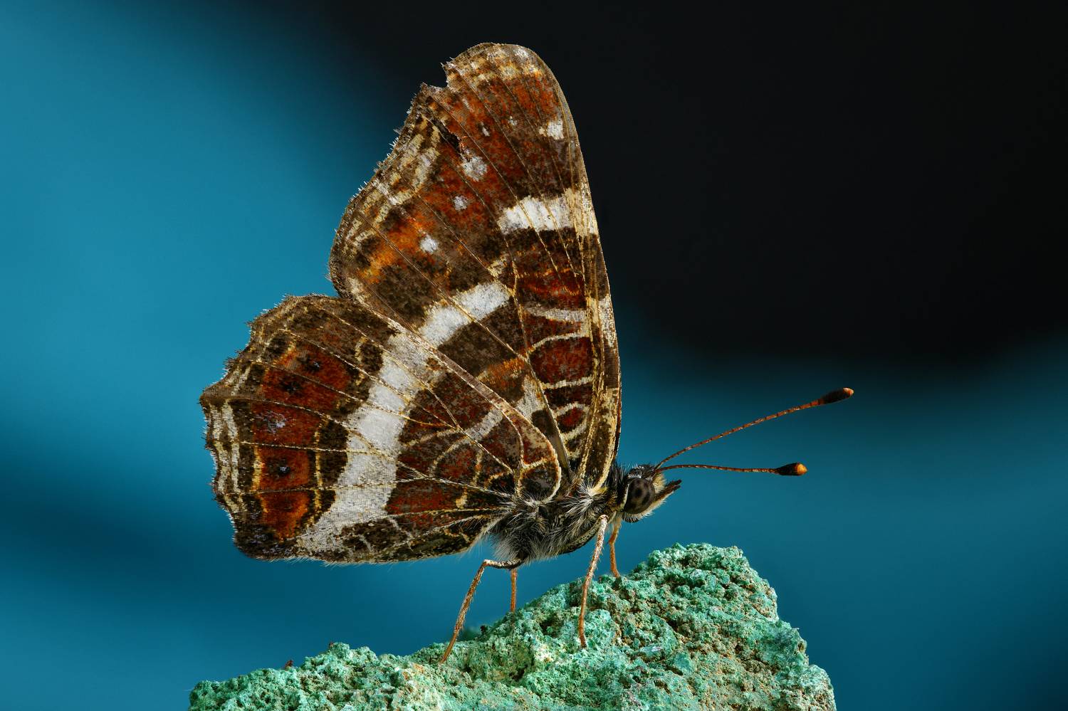 Araschnia levana. Автор: Антон Финевич , Антон Финевич