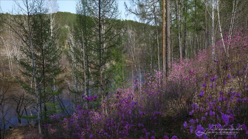 Забайкальская тайгаphoto preview