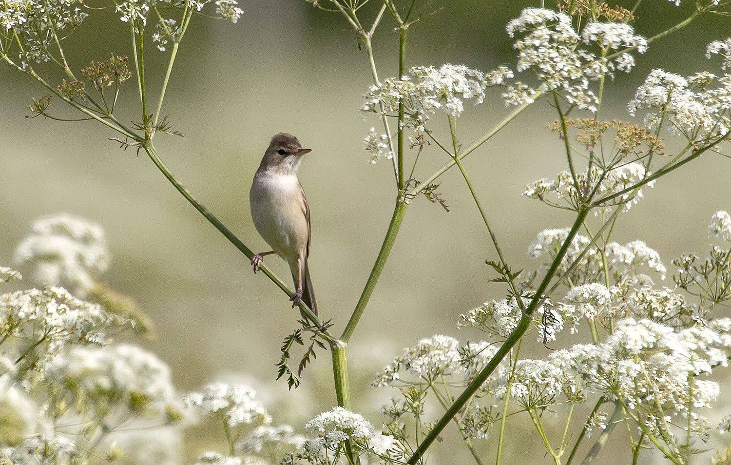 Северная бормотушка. Автор: Широких Александр болотная камышовка, птицы, поле, Широких Александр