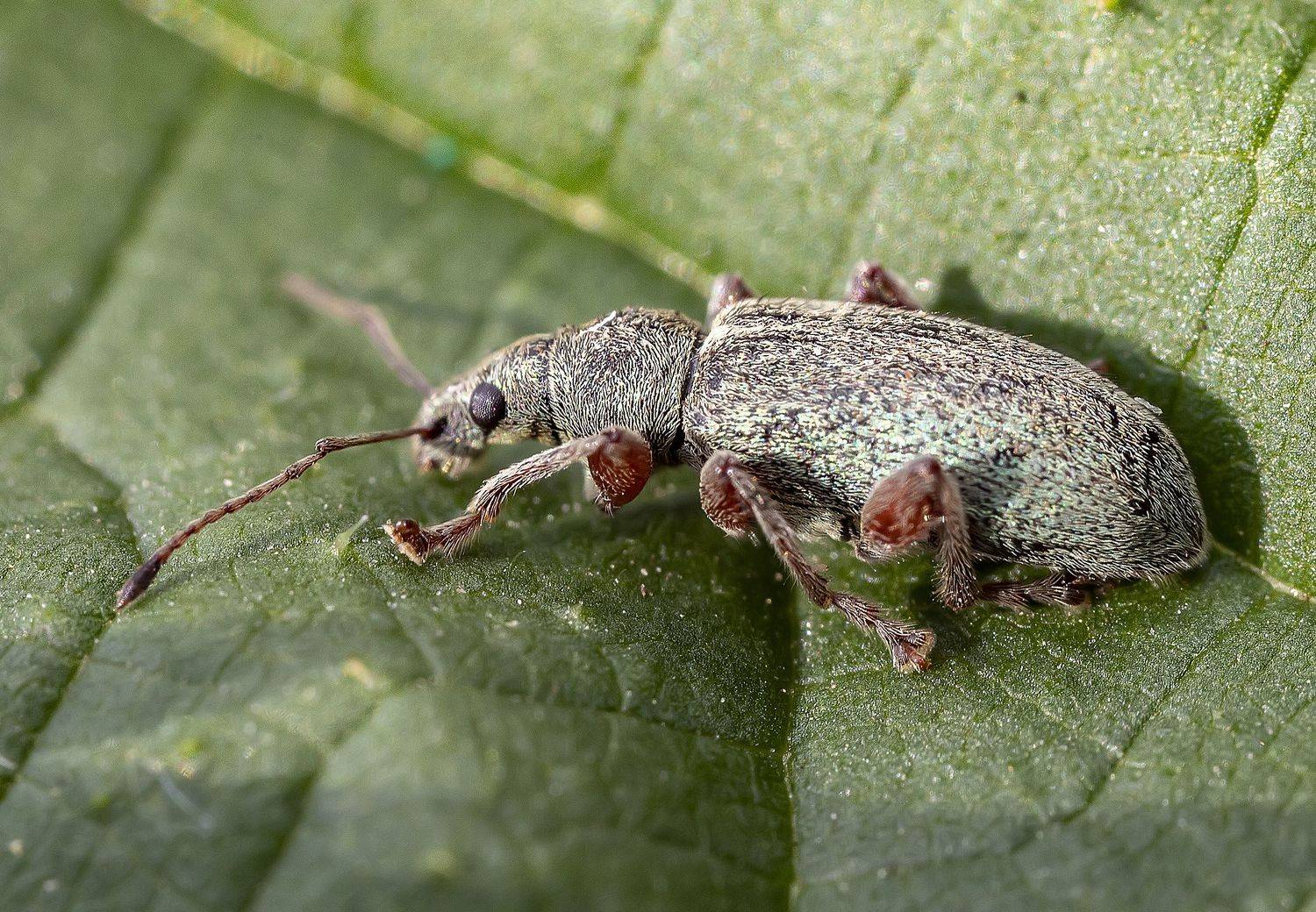 Жук крапивный долгоносик. Автор: Широких Александр насекомые, жуки, крапивный долгоносик, Широких Александр