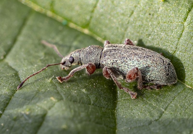 насекомые, жуки, крапивный долгоносик Жук крапивный долгоносикphoto preview