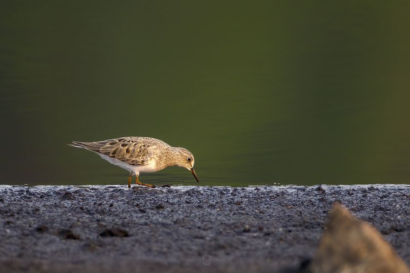 Песочникphoto preview