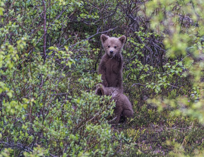 мурмаская область, териберка, бурый медведь, медвежонок Любопытныйphoto preview