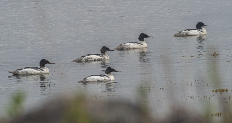 мурмаская область, териберка, птицы, большой крохаль Большие крохалиphoto preview