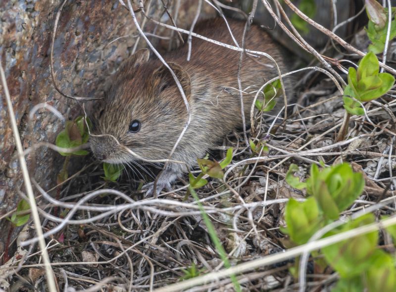 мурмаская область, териберка, красносерая полёвка Красносерая полёвкаphoto preview