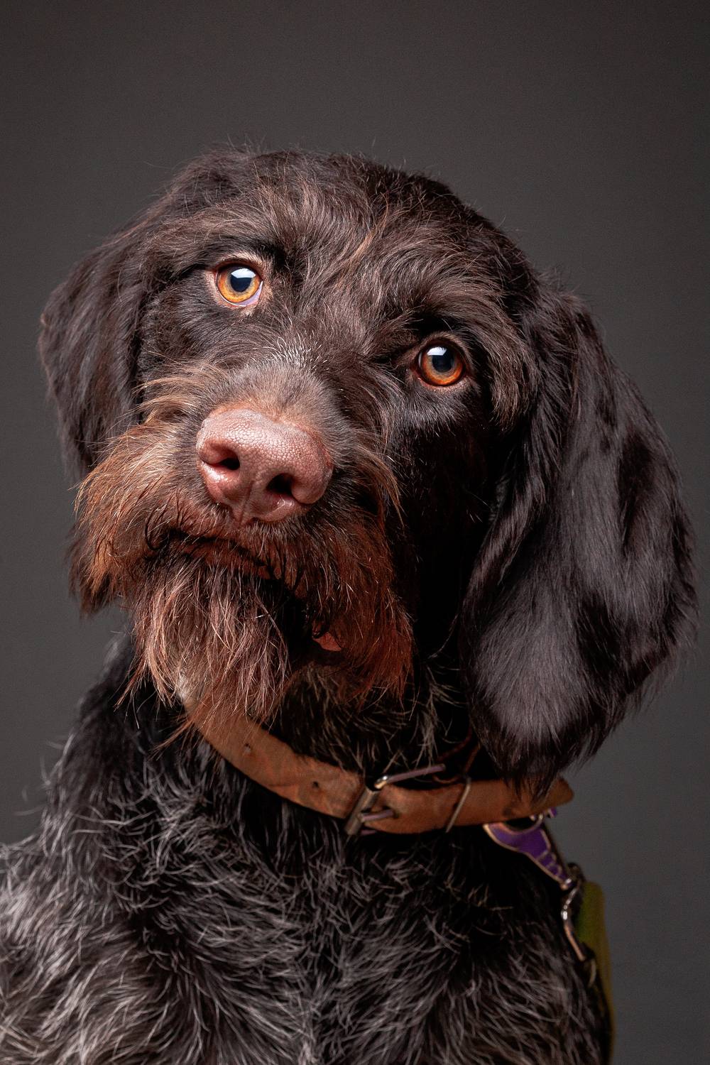 собака, порода, дратхаар, портрет, взгляд, глаза, Дёгтев Евгений