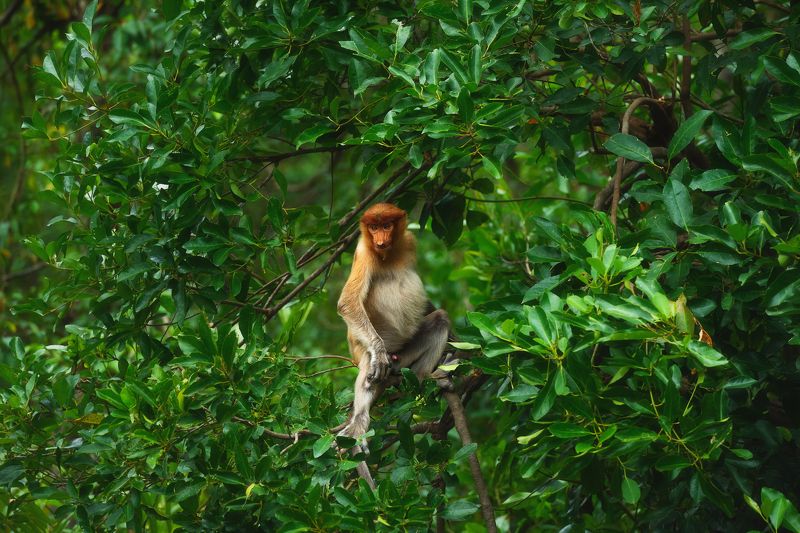 Носатые рыжики острова Борнеоphoto preview
