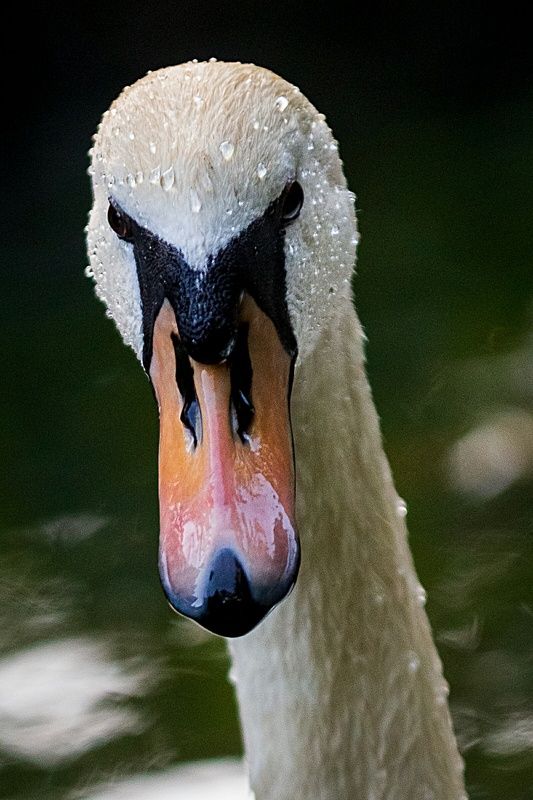 #bird #birdphotography #animallovers #naturelovers #natureworld_photography #planetbirds #planetearth #real #fauna #лебеди #птицы #природа #животные Грация и элегантностьphoto preview