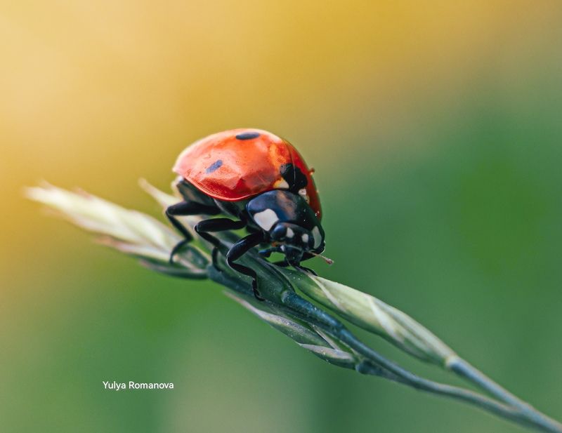 божья коровка, макро, макро съёмка, макро мир, природа, насекомое photo preview