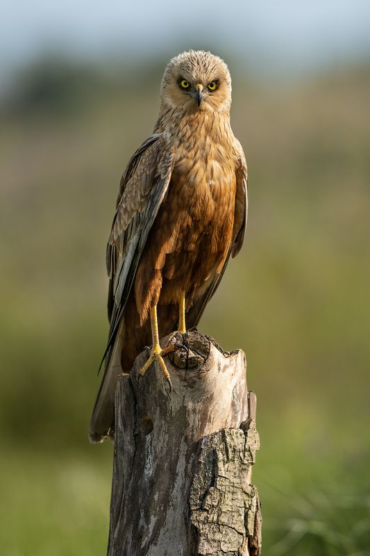 Болотный лунь, самецphoto preview