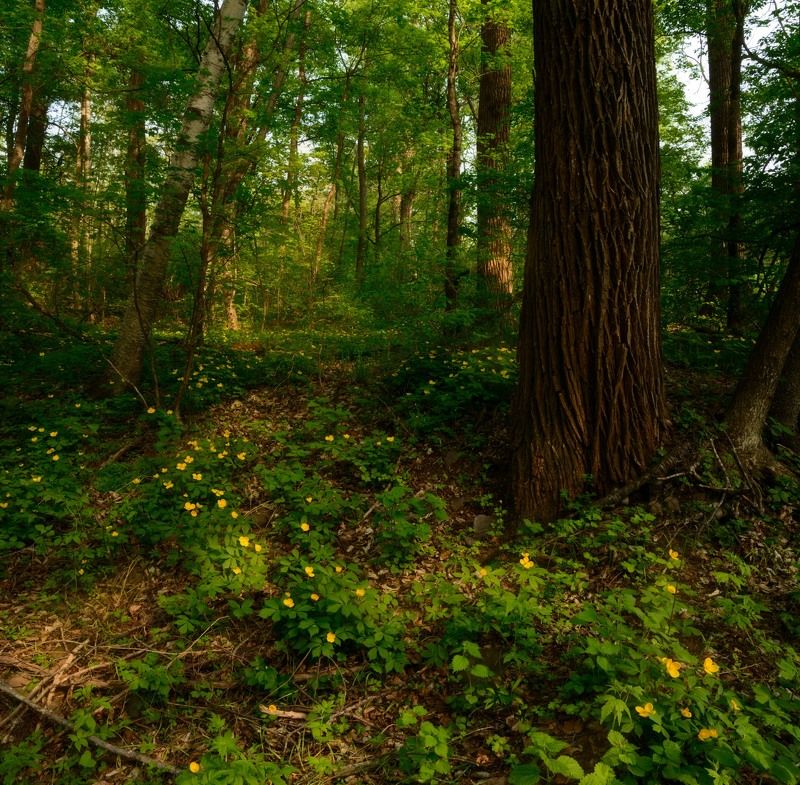 приморский край Тайга в мае.photo preview