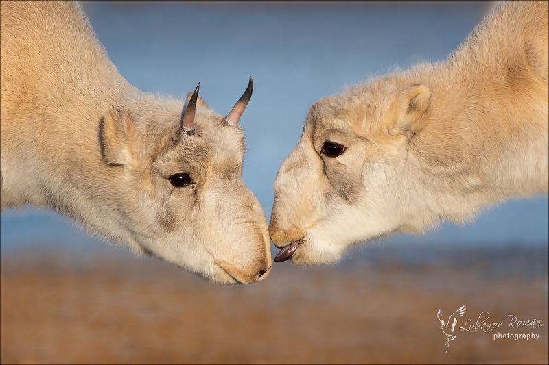 Сайгачья любовьphoto preview