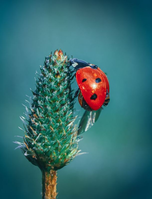 божья коровка, макро, природа, насекомое, макро мир, макро природа photo preview