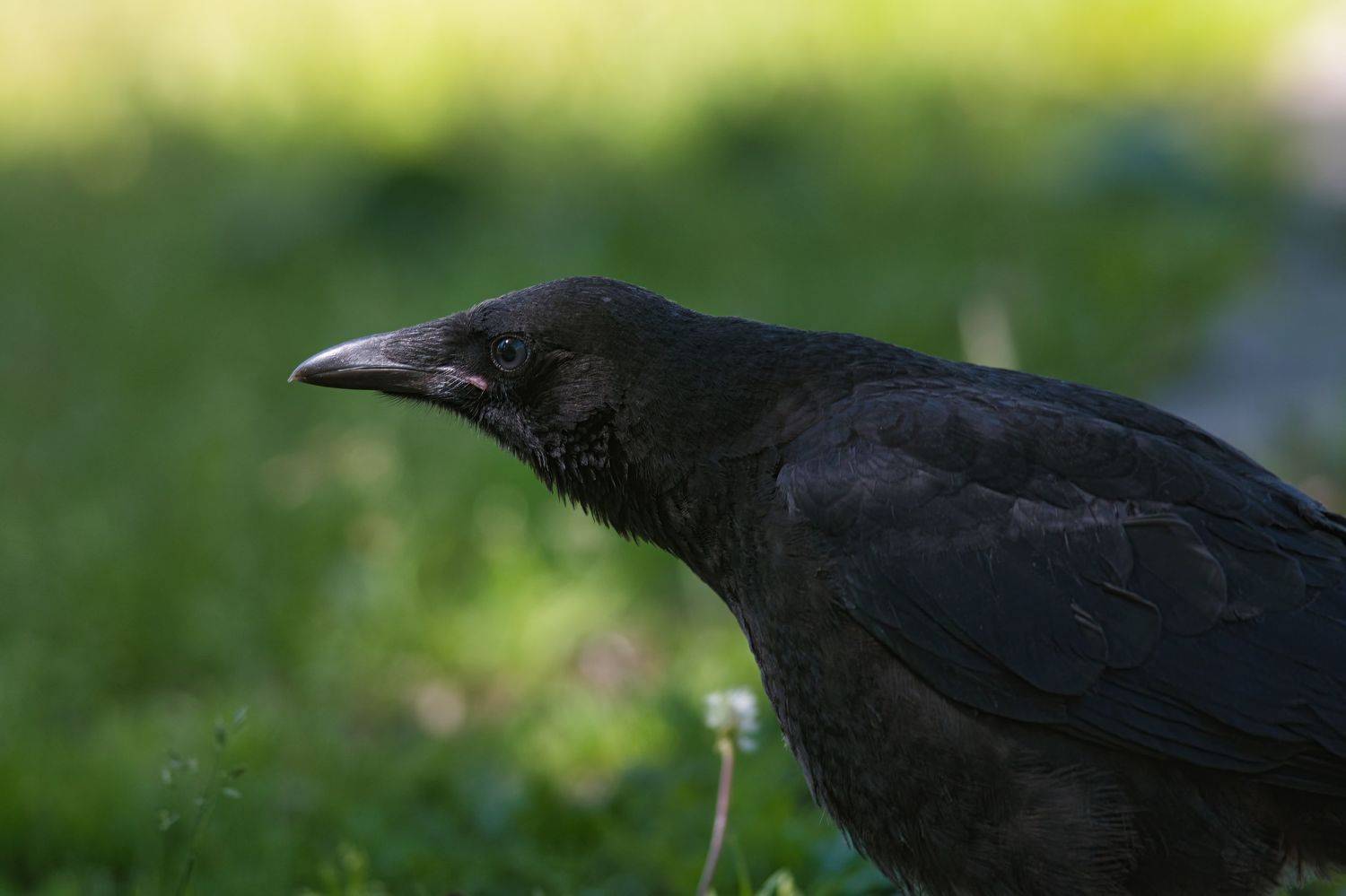 Юный ворон. Автор: Большаков Алексей , Большаков Алексей