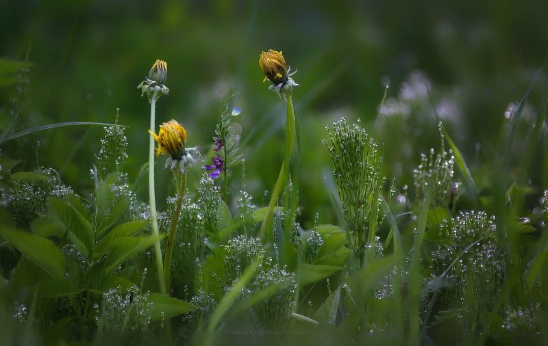 природа, макро, рассвет Утренняяphoto preview