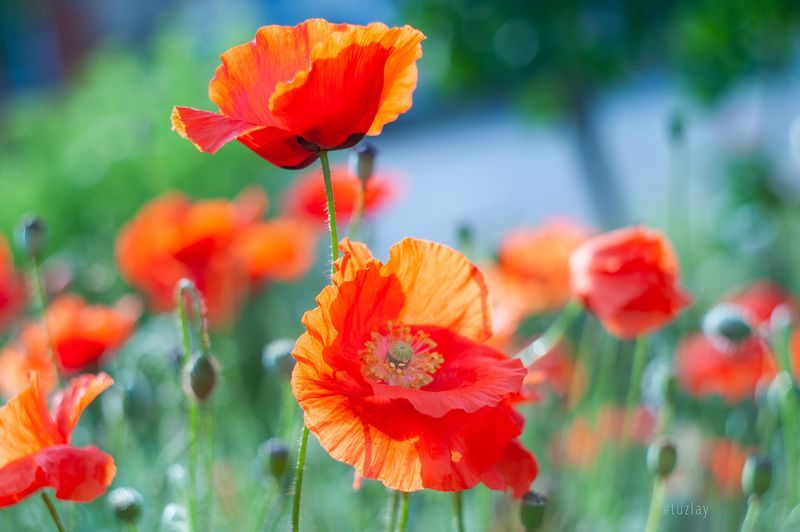 маки Утреннее солнечноеphoto preview