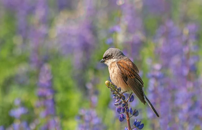 Жуланphoto preview