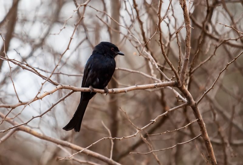 Kenya birds *** фото превью