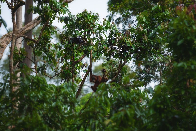 Лесной человекphoto preview