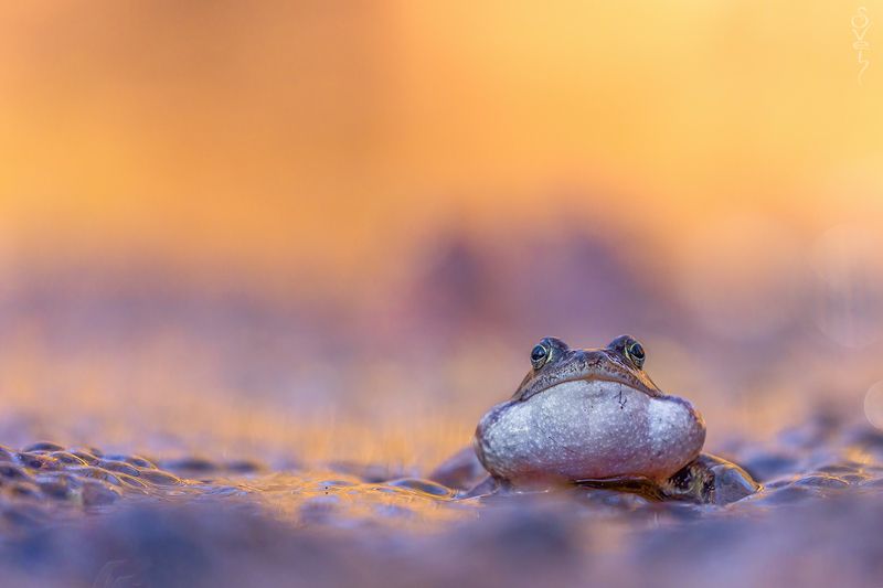 лягушка пухлощёкийphoto preview