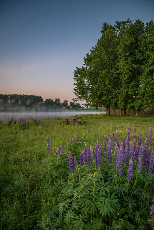 Время люпинов. фото превью