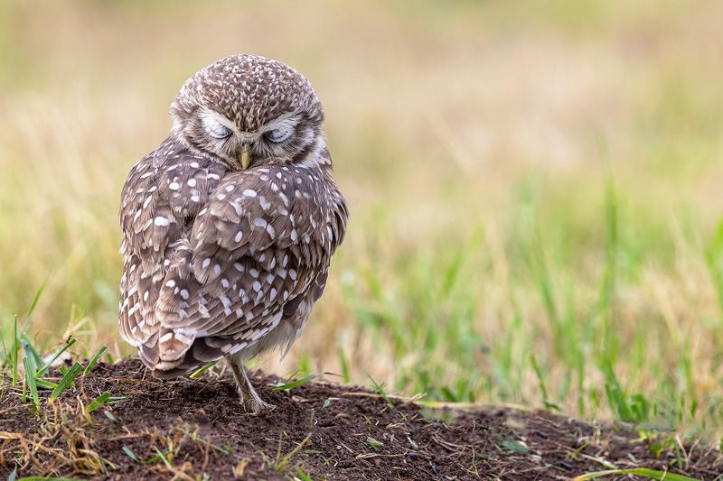 птицы, уругвай ***photo preview