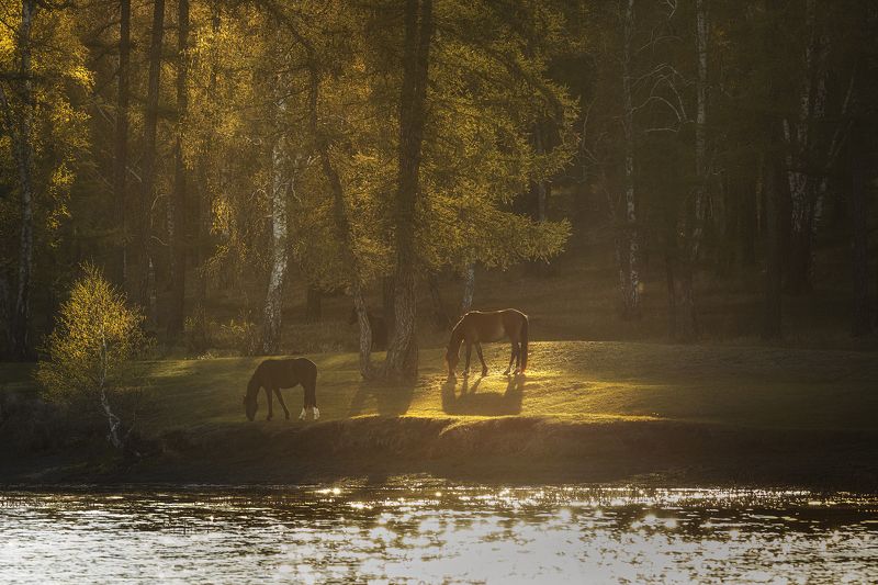 Лесные лошадки фото превью