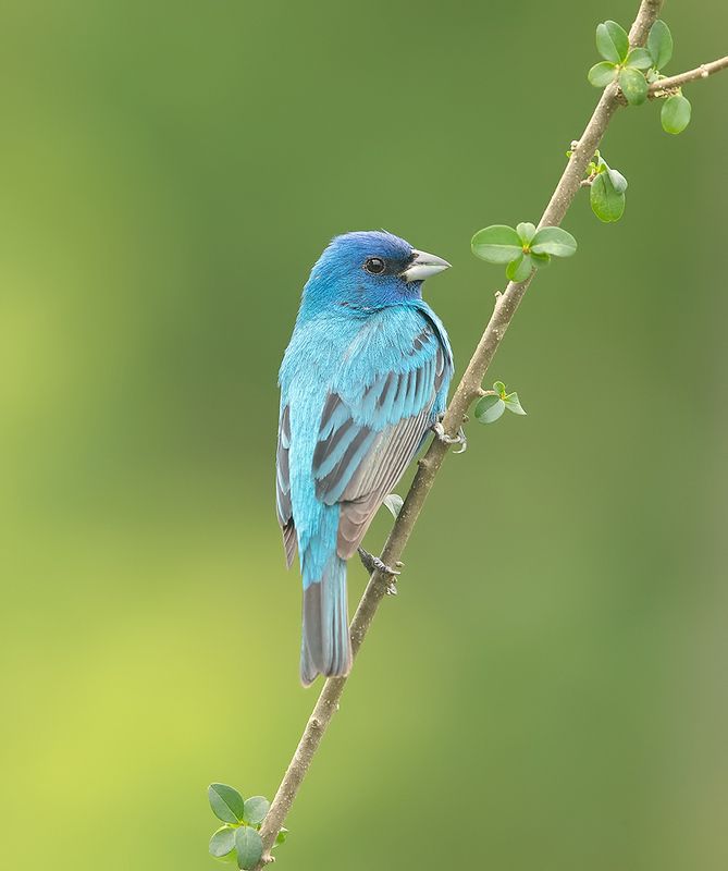 индиговый овсянковый кардинал,indigo bunting, кардинал, весна Indigo bunting. Индиговый овсянковый кардиналphoto preview