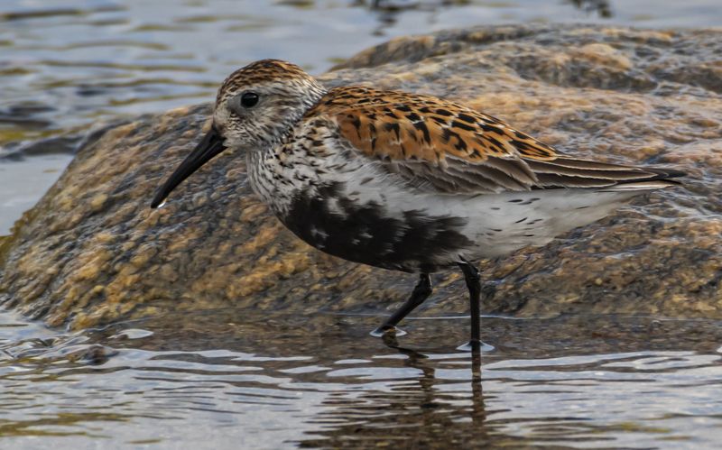 мурмаская область, териберка, птицы, чернозобик Чернозобикphoto preview