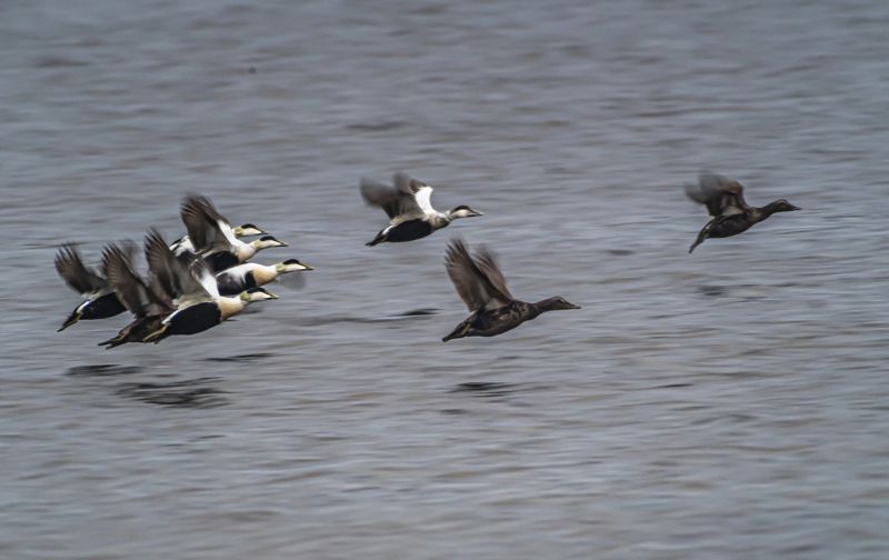 мурмаская область, териберка, птицы, гага Гаги летятphoto preview
