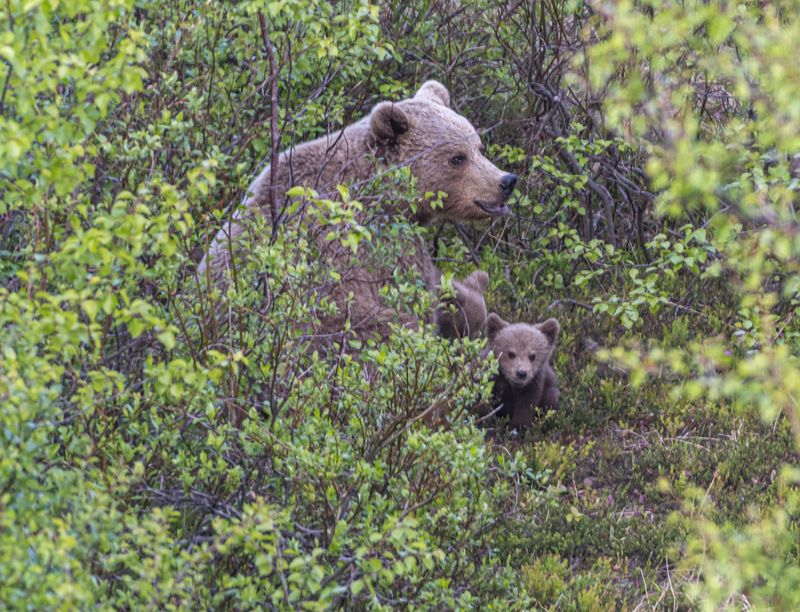 мурмаская область, териберка, бурый медведь Семействоphoto preview