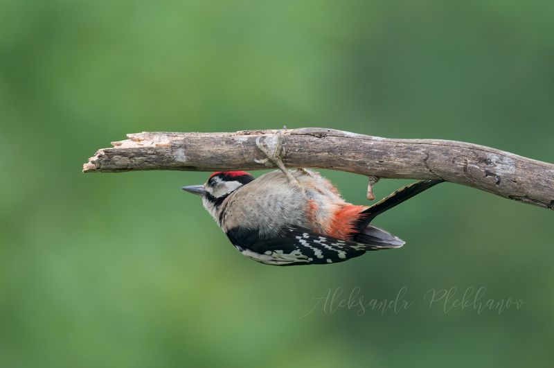 ,я маленький и лучше спрячусь, Спряталсяphoto preview