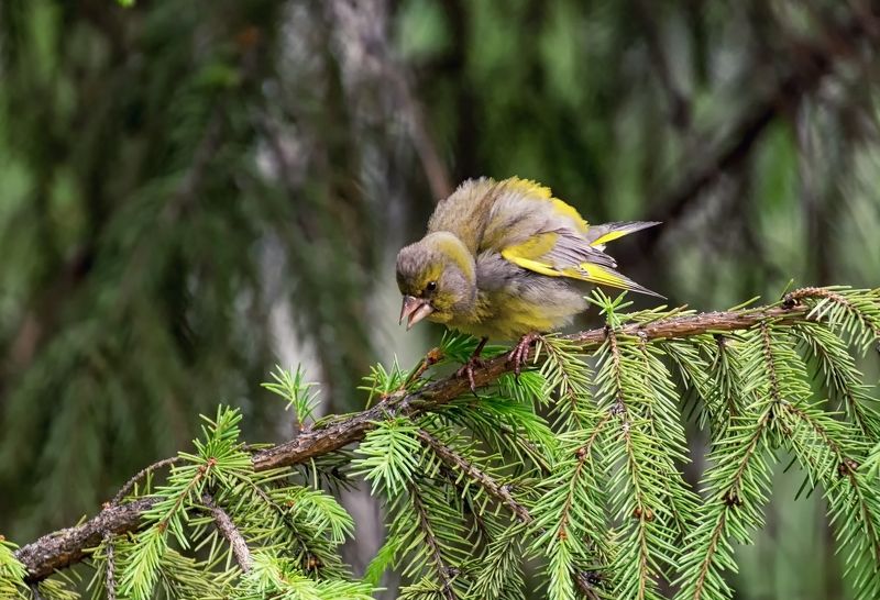 птица, зеленушка, самка, лес, Семейные разборки.photo preview