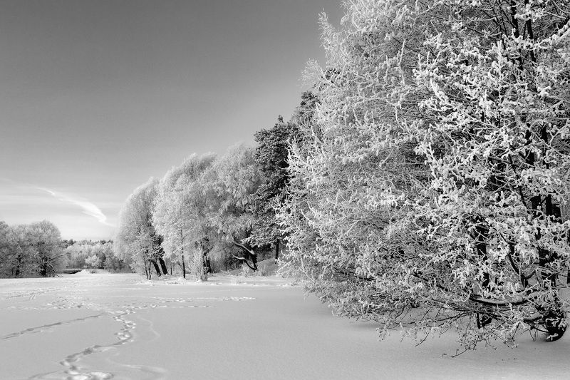 дерево, озеро, холод, зима, лес На замерзшем озере фото превью