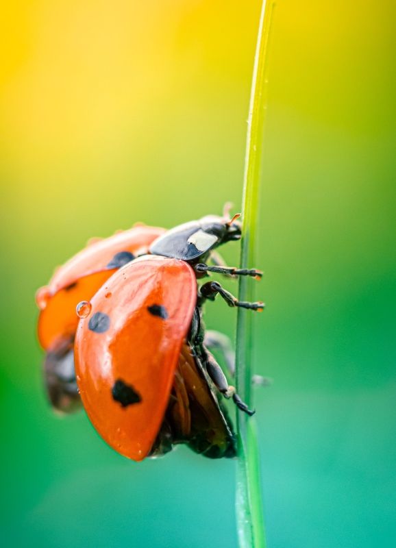 божья коровка, макро, макро мир, макро съёмка, природа, насекомое photo preview
