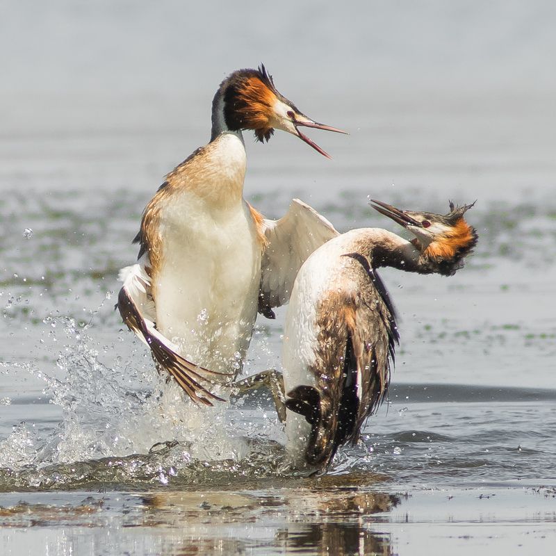 чомги Поединокphoto preview