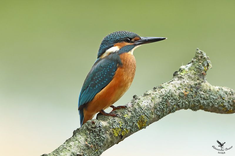 Зимородокphoto preview