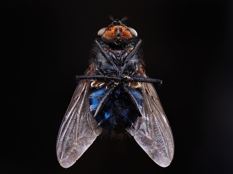 #муха #макро #природа #насекомые #fly #животные #insect #сочи Энтомологияphoto preview