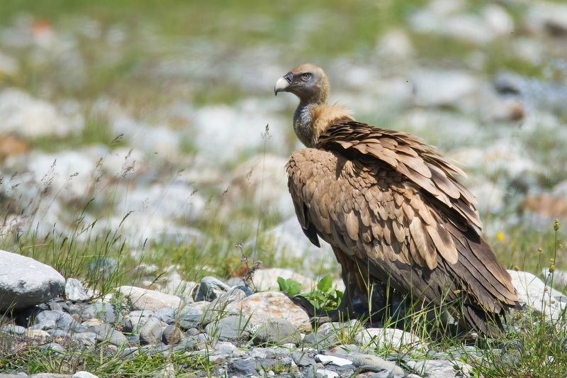 Сип белоголовыйphoto preview